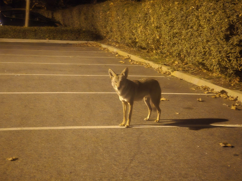 Coyote in the parking lot