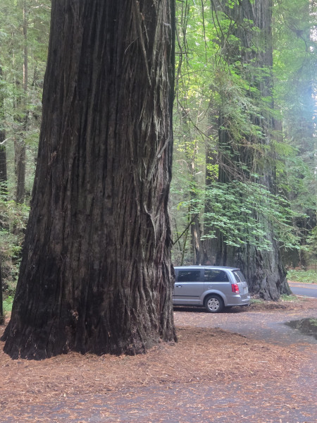 Redwood and Van